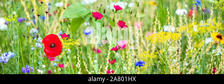 Panorama, fiori colorati in prato all'apice, papaveri e altri fiori di campo Foto Stock