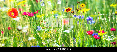 Varietà di fiori selvatici e erbe native, prato di fiori selvaggi all'apice, panorama Foto Stock