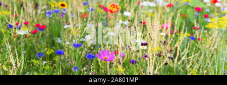 Testata con erbe selvatiche e coloratissimi fiori selvatici, naturali e giardinaggio nativo Foto Stock