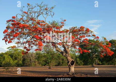 Il Royal Poinciana, Delonix regia. Foto Stock