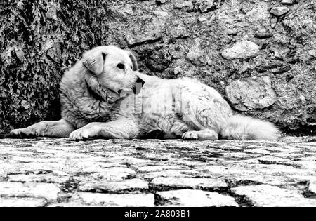 Maremma Sheepdog (cane da pastore Maremmano-Abruzzese). Cane bianco sdraiato sul pavimento di fronte a un muro di pietra. Foto Stock