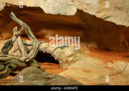 Sceloporus cyanogenys (blu lucertola spinosa) (originariamente dal Messico e Texas) al Haus des Meeres, l'Acquario e terrario edificio, Esterhazy Park, Foto Stock