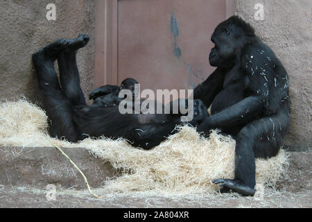 Femmina pianura occidentale (gorilla Gorilla gorilla gorilla) chiamato Kijivu nella foto con il suo neonato chiamato Moja presso lo Zoo di Praga, nella Repubblica ceca il 16 gennaio 2005. Moja è nato a Kijivu e il suo partner di sesso maschile Richard sul dicembre 13, 2004. Lei era il primo gorilla di bambino nato in tutta la storia della Repubblica ceca giardini zoologici. Femmina chiamato gorilla Shinda è raffigurato a destra. Foto Stock