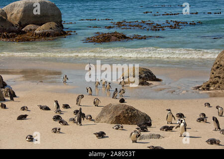 Un gruppo di pinguini africani insieme sulla spiaggia in Simonstown, Sud Africa Foto Stock