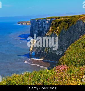 Bempton Cliffs, East Riding of Yorkshire Foto Stock