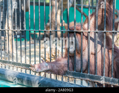 Grande orangutan scimmia arancione nella gabbia durante il tentativo di ottenere il cibo dal visitatore o turista. Gli animali selvatici in uno zoo della Thailandia. Foto Stock