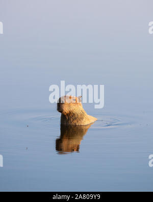 Un Capibara in acqua nel sud Pantanal Foto Stock