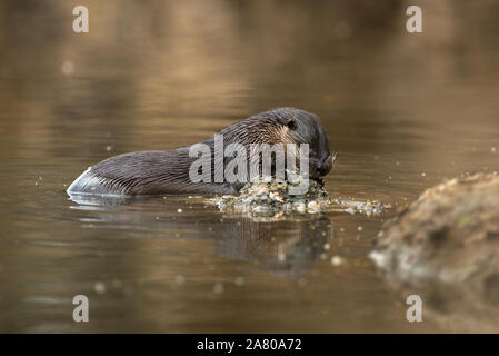 Un Neotropical Otter (Lontra longicaudis) alimentazione su un pesce in Sud Pantanal Foto Stock