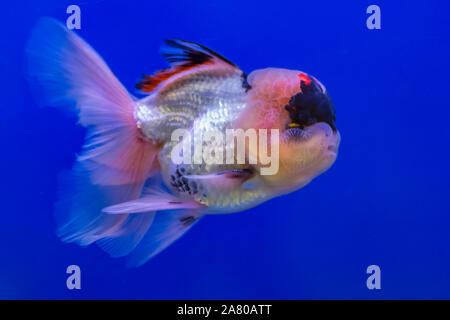 Lionhead goldfish con sfondo blu Foto Stock