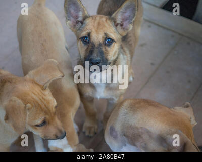 Simpatico cane senzatetto in Thailandia Foto Stock