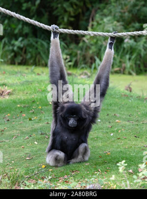 Gibbon argenteo sull'erba, appeso a una fune, il fuoco selettivo Foto Stock