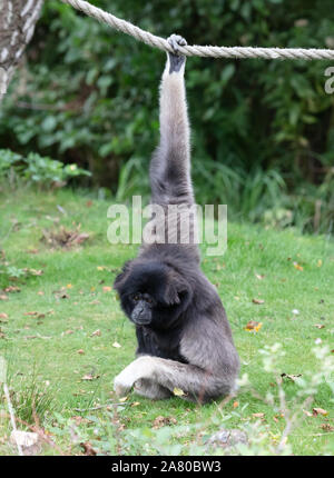 Gibbon argenteo sull'erba, appeso a una fune, il fuoco selettivo Foto Stock