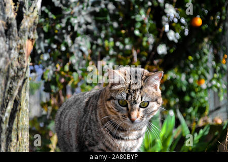 Gatto grigio con gli occhi verdi, egli ama scattare foto. Foto Stock