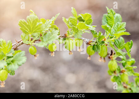 Ribes di piccole dimensioni su un ramo, di crescita e di maturità di organico Ribes uva-crispa Foto Stock