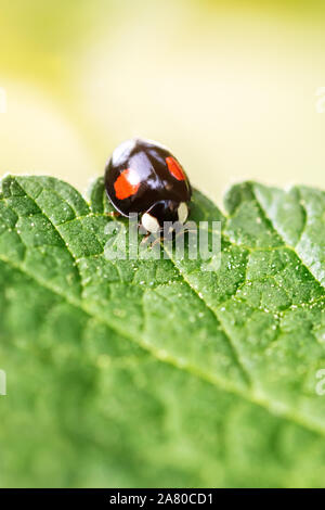 Adalia bipunctata, nero a due spot ladybird su una foglia verde, raramente e utilmente bug, copyspace Foto Stock