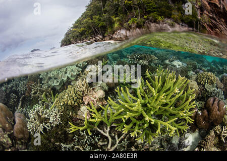 Sana le barriere coralline prosperano in mezzo alla bellissima, tropicali seascape in Raja Ampat, Indonesia. Questa remota regione è nota per la sua straordinaria diversità. Foto Stock