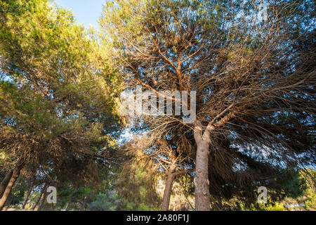 Natura mediterranea - alberi e arbusti Foto Stock