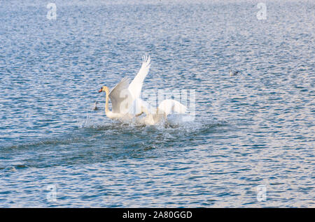 Coppia di bianco cigni atterraggio su acqua con una splash e le loro ali distese con spazio di copia Foto Stock