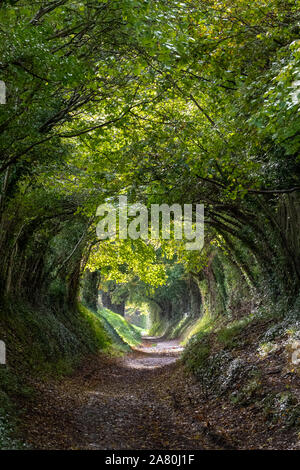 Halnaker tunnel di alberi vicino a Chichester in West Sussex Regno Unito, con la luce del sole che risplende nelle attraverso i rami. Foto Stock