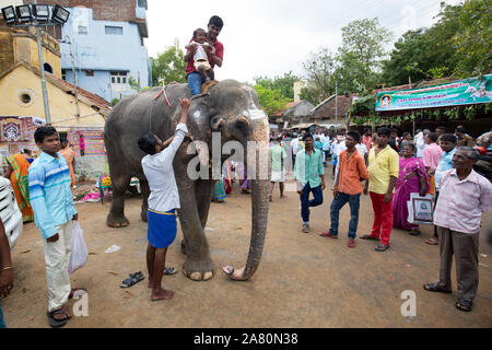 Mahout holding Gridando bambino ragazza sul tempio elefante durante Kutti Kudithal Festival di Trichy, Tamil Nadu, India Foto Stock