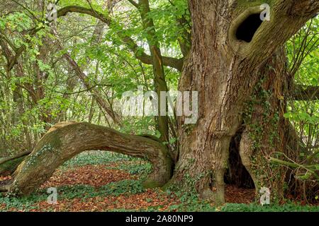 Una molto vecchia grande-lasciava tiglio ( Tilia platyphillos) Foto Stock