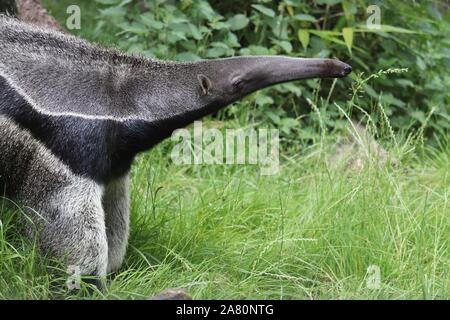Il Gigante maschile Anteater, bolle (Myrmecophaga tridactyla) Foto Stock