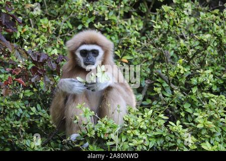 Femmina Gibbon Lar, Penny (Hylobates lar) Foto Stock