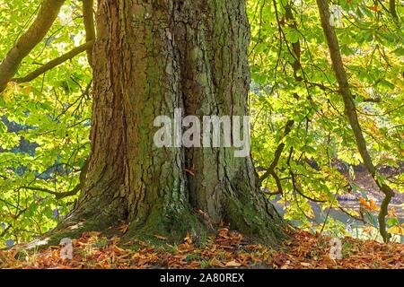 Un vecchio albero di castagno in autunno (Aesculus hippocastanum) Foto Stock