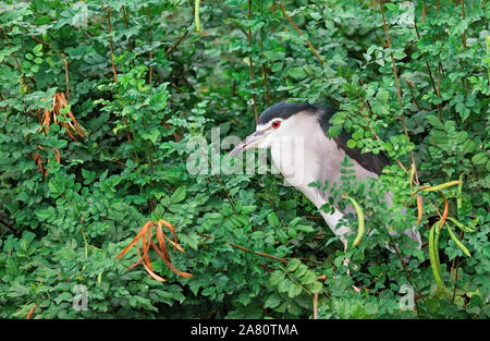 Uccello Dorminhoco ritratto in rami di alberi Foto Stock