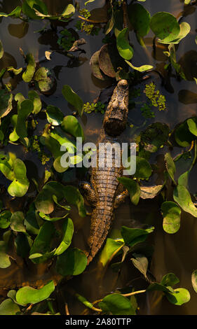 Un Caimano (yacare Caimano) tra giacinto di acqua di vegetazione in Pantanal del Nord Foto Stock