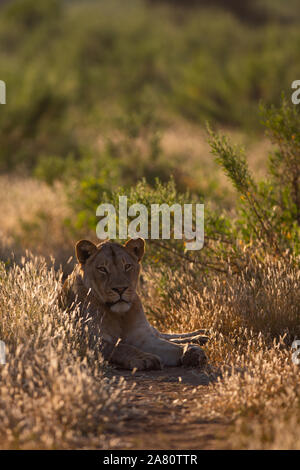 Giovane Maschio Lion (Panthera leo) che stabilisce fotografato con retro illuminazione, Riserva di Mashatu, Botswana Foto Stock