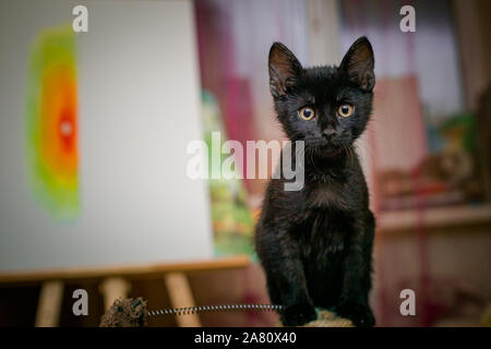 Gattino nero 3 mesi seduta su clawfish. tabby cat si siede accanto a griffa stick in background della camera. Foto Stock