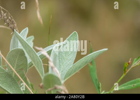 Foglie di salvia cresce in estate Foto Stock