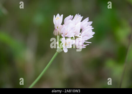 Rosy Fiori di aglio in fiore in primavera Foto Stock