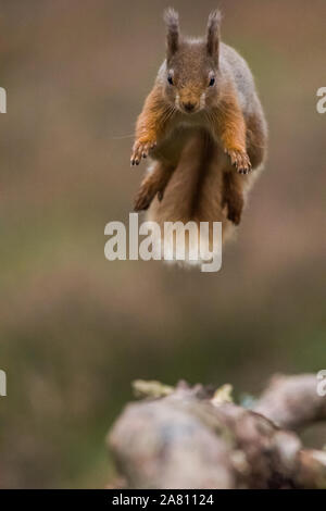 Saltando scoiattolo rosso Foto Stock