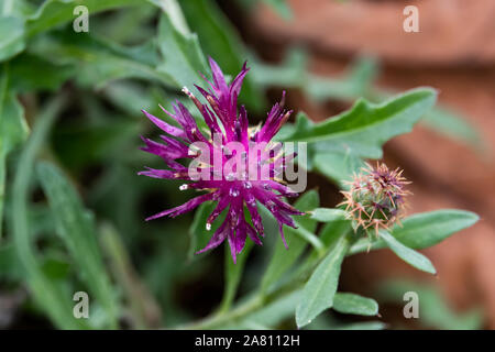 Stella ruvida Thistle infiorescenza in autunno Foto Stock