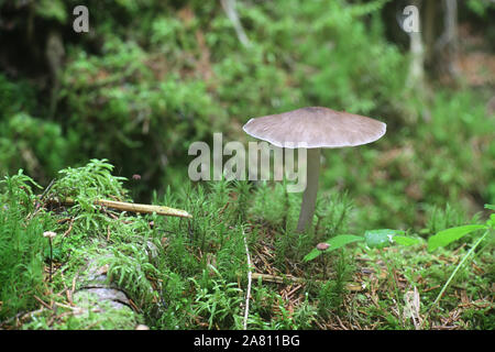 Pluteo cervinus, noto anche come pluteo atricapillus e comunemente noto come il cervo scudo o del cervo o fulvo fungo Foto Stock