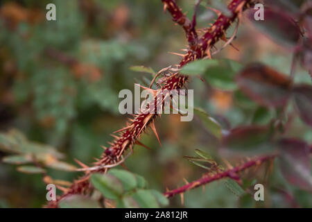 Scotch Rose stelo in autunno Foto Stock
