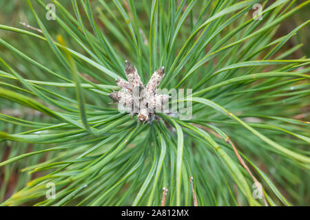 Pino silvestre gemme in inverno Foto Stock