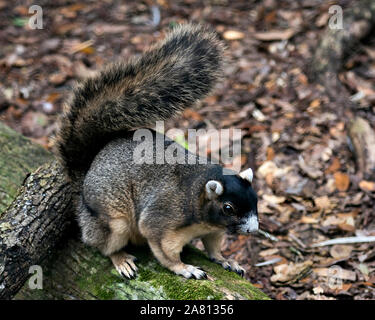 Sherman's Fox Squirrel seduto su un ramo e godendo le sue circostante ambiente e con un piacevole sottofondo mentre esponendo il suo corpo,testa, occhio, orecchio Foto Stock