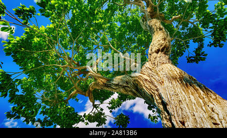 Sweet Chestnut Tree tettoia contro un cielo blu chiaro Foto Stock