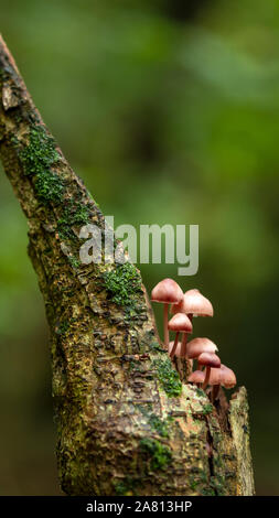 Ciuffo di zolfo funghi o Hypholoma Fasciculare o cluster woodlover cresce su un vecchio morti marciume albero nel bosco in inglese Foto Stock