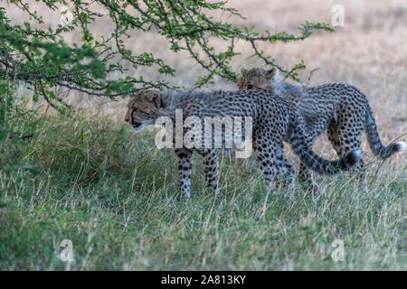 Cheetah cubs gioca con l'altra sotto la boccola in Masai Mara riserva nazionale del Kenya Foto Stock