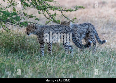 Cheetah cubs gioca con l'altra sotto la boccola in Masai Mara riserva nazionale del Kenya Foto Stock