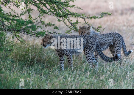 Cheetah cubs gioca con l'altra sotto la boccola in Masai Mara riserva nazionale del Kenya Foto Stock