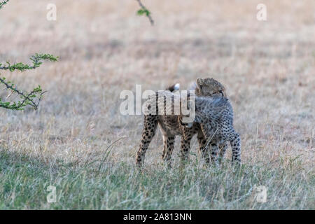 Cheetah cubs gioca con l'altra sotto la boccola in Masai Mara riserva nazionale del Kenya Foto Stock