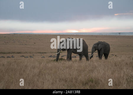 Bush africano elefanti alimentare sulle erbe al tramonto nel Masai Mara riserva, Kenya Foto Stock