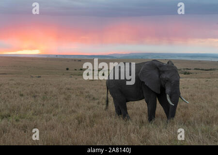 Bush africano elefanti alimentare sulle erbe al tramonto nel Masai Mara riserva, Kenya Foto Stock