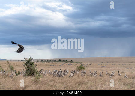 Gli avvoltoi volare in e in attesa di recupero animale morto braccato da un ghepardo in Masai Mara riserva