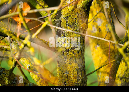 I licheni su un ramo di fronte a un vecchio muro Foto Stock